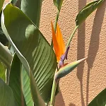 Salgados - Sal Villa Guia (Faro)