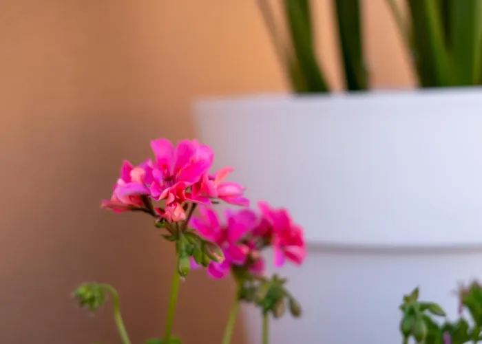 Sal- Pool & Escape * 기아